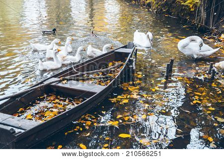 swan sweem in the lake in autumn day under tree with yellow leaves
