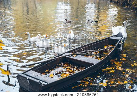 swan sweem in the lake in autumn day under tree with yellow leaves