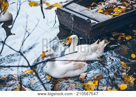 swan sweem in the lake in autumn day under tree with yellow leaves