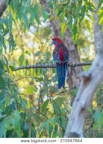 Colorful Crimson Rosella