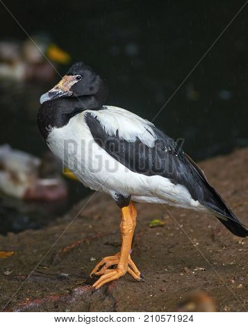 Portrait of magpie goose (Anseranas semipalmata) full body close up.