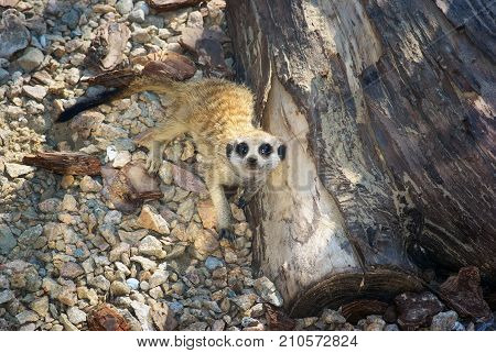 beautiful funny meerkat.