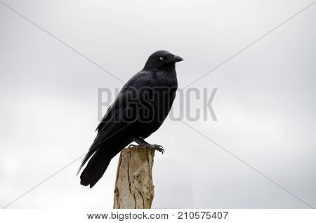 this is a close up of a juvenile Australian Raven with blue eyes