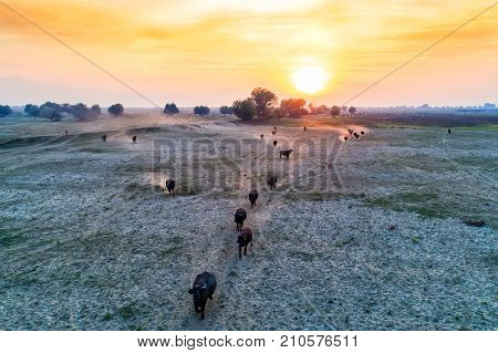 Water Buffalo Grazing At Sunset  Next To The River Strymon In Northern Greece.