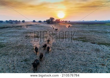 Water Buffalo Grazing At Sunset  Next To The River Strymon In Northern Greece.