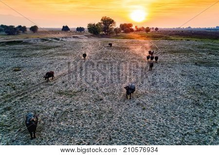 Water Buffalo Grazing At Sunset  Next To The River Strymon In Northern Greece.