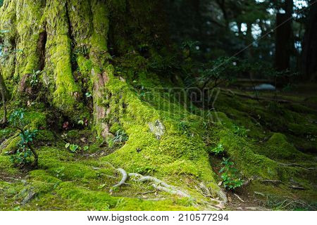Old Tree Cover By Moss