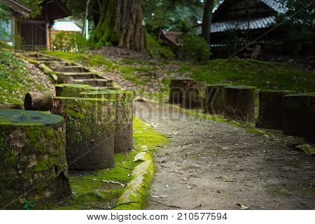 Stumps Cover By Moss