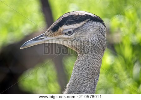 this is a close up of a female Australian bustard