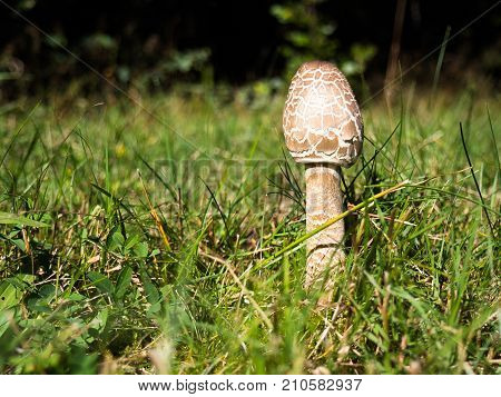 The parasol mushroom (Macrolepiota procera or Lepiota procera) growing in the forest