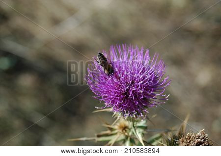 the bee collects the pollen from the thistle flower. Macro photography.