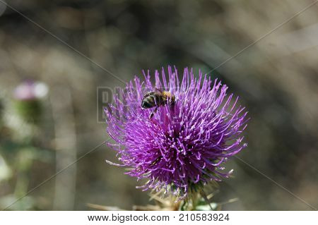 the bee collects the pollen from the thistle flower. Macro photography.