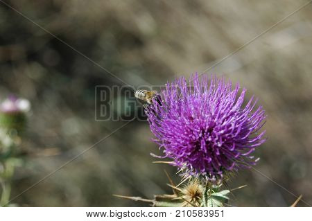 the bee collects the pollen from the thistle flower. Macro photography.