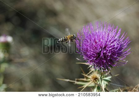 the bee collects the pollen from the thistle flower. Macro photography.