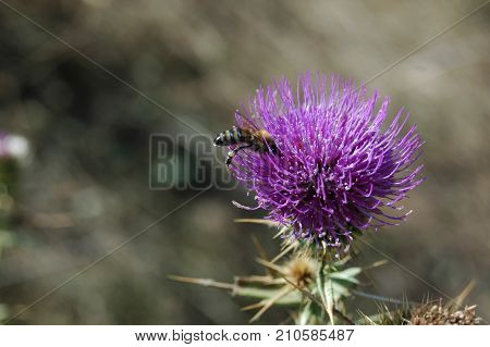 the bee collects the pollen from the thistle flower. Macro photography.