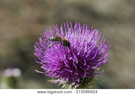 the bee collects the pollen from the thistle flower. Macro photography.