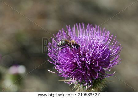 the bee collects the pollen from the thistle flower. Macro photography.
