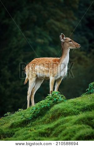 Deers Near The Forest
