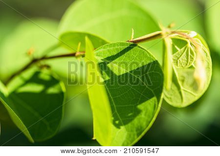 Closeup nature view of green leaf texture on blurred background in garden with copy space using as background natural greenery plants landscape ecology fresh wallpaper concept.