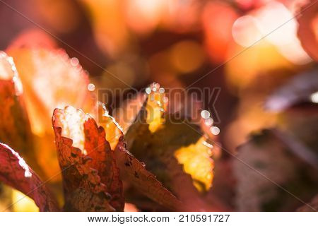 Closeup nature view of Red leaf texture on blurred background in garden with copy space using as background natural greenery plants landscape ecology fresh wallpaper concept.