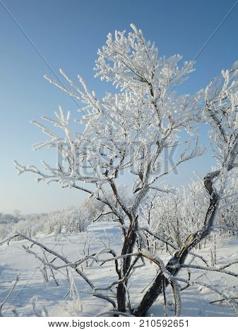 A frozen tree standing  alone. Winter blue sky without clouds. A lot of snow on the grond.