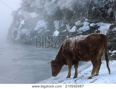 A cow standing near a frozen river and drink water. Frozen rocks on the background. Foggy winter river.