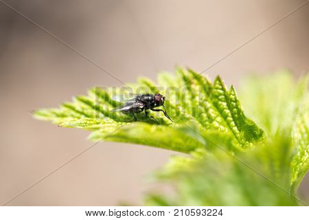 fly in nature. macro . In the park in nature
