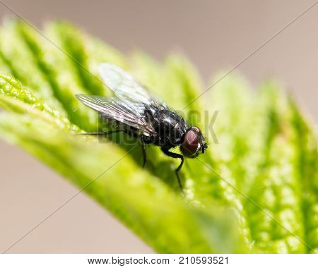 fly in nature. macro . In the park in nature