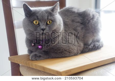 Happy Scottish kitten looking at camera. isolated on white background