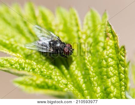 fly in nature. macro . In the park in nature