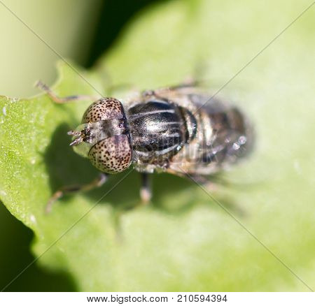 fly in nature. macro . In the park in nature
