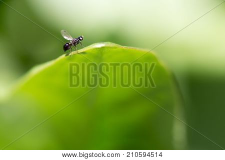 fly in nature. macro . In the park in nature