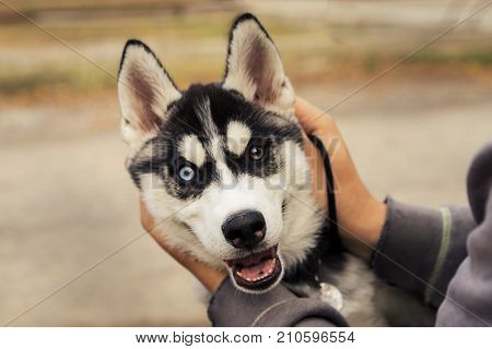 Siberian hussy dog with colorful eyes puts his head in the hands of the owner and smiles