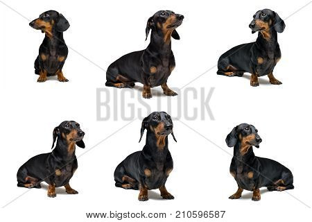 collage of cute dog dachshund black and tan isolated on white background