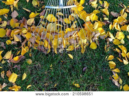 raking leaves with fan rake from the lawn.