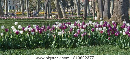 Istanbul Turkey - April 06 2016 Annual Spring Festival of Tulips new design Gulhane Park local people and tourists are getting rest making photos and enjoy good weather and spring slice of life editorial.