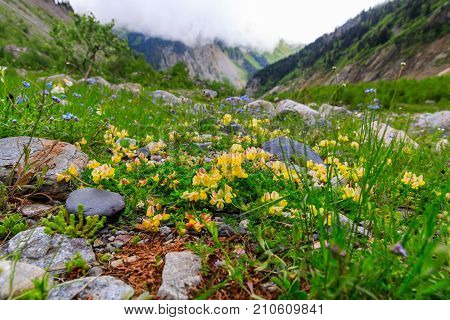 River and mountain flowers near Chalaadi glacier in Caucasus mountains in summer in Georgia