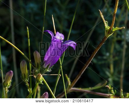 Macro close up of summer wildflowers in a meadow