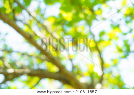 Beautiful abstract green white and light bokeh shine though the trees in the nature.