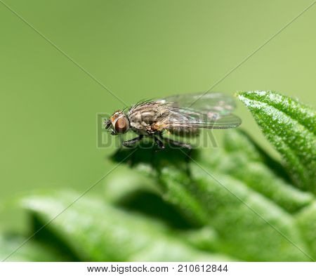 fly in nature. macro . In the park in nature
