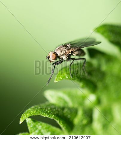 fly in nature. macro . In the park in nature