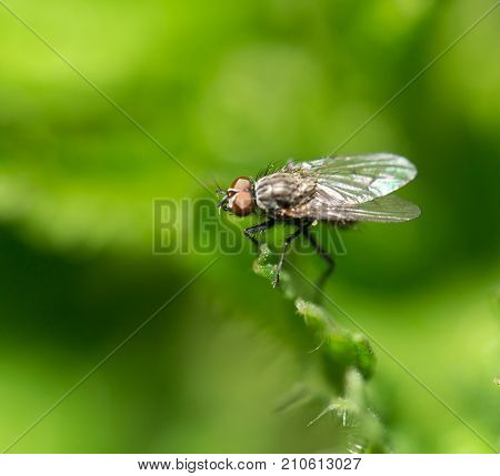 fly in nature. macro . In the park in nature
