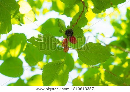 Fresh red and blue mullberry on the tree with green and yellow leafs. look up view Nature light through the leaf.