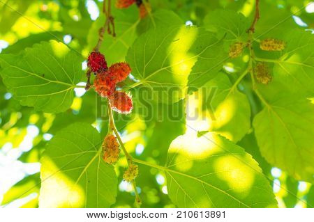 Fresh red and blue mullberry on the tree with green and yellow leafs. look up view Nature light through the leaf.