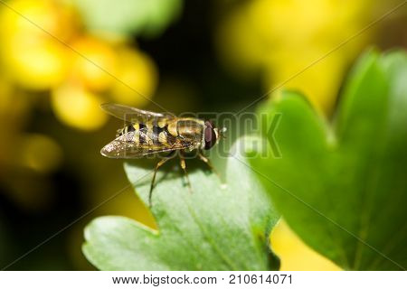 fly in nature. macro . In the park in nature