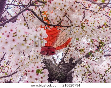 Lantern In Cherry Blossums