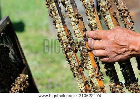 close up of bees in the beehive
