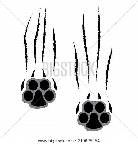 Footprints of a big cat. Panther or tiger traces. Vector