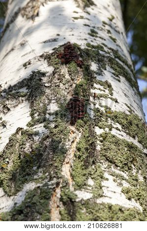 birch bark in the autumn season. among the cracks and irregularities to the bark of the tree, red beetles hid - bugs soldiers