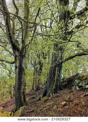 forst trees in spring with new green leaves on a steep hillside with an old stone wall